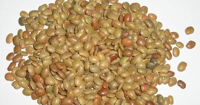 Horse Gram - 1 lbs